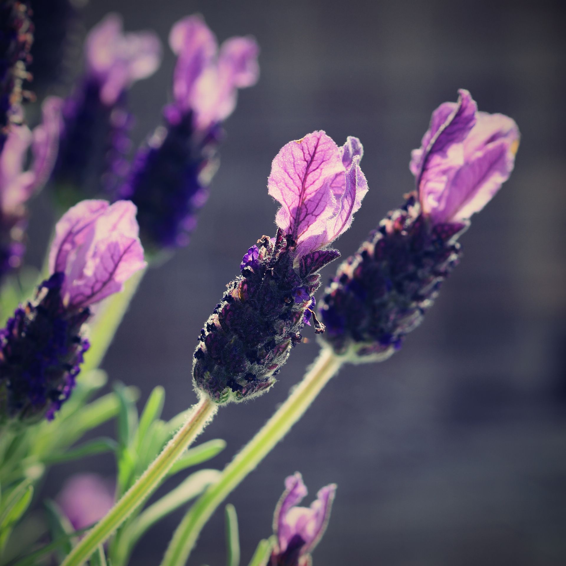 Lavandula Stoechas