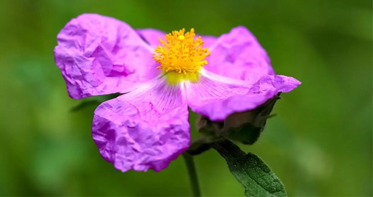 Laden (Cistus incanus L.)