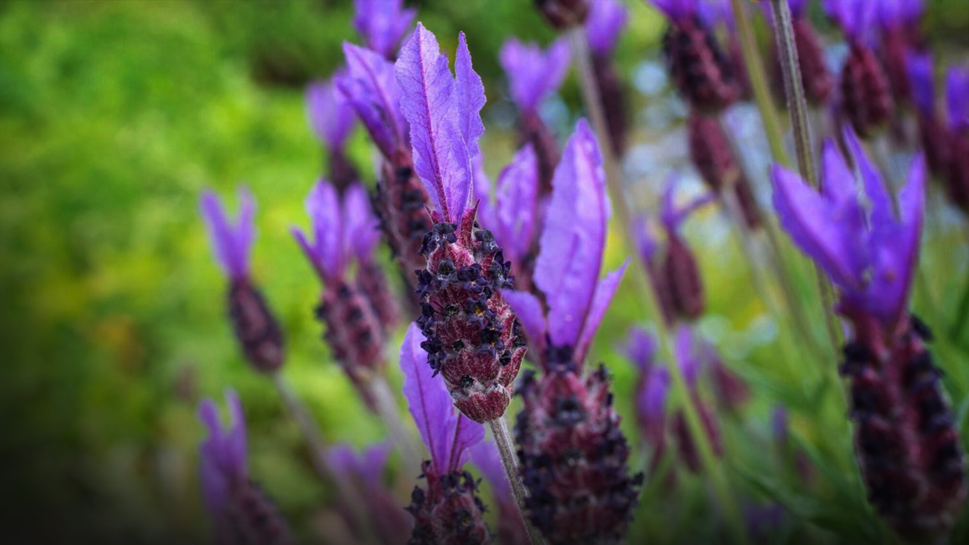 Karabaş Otu ( Lavandula Stoechas )