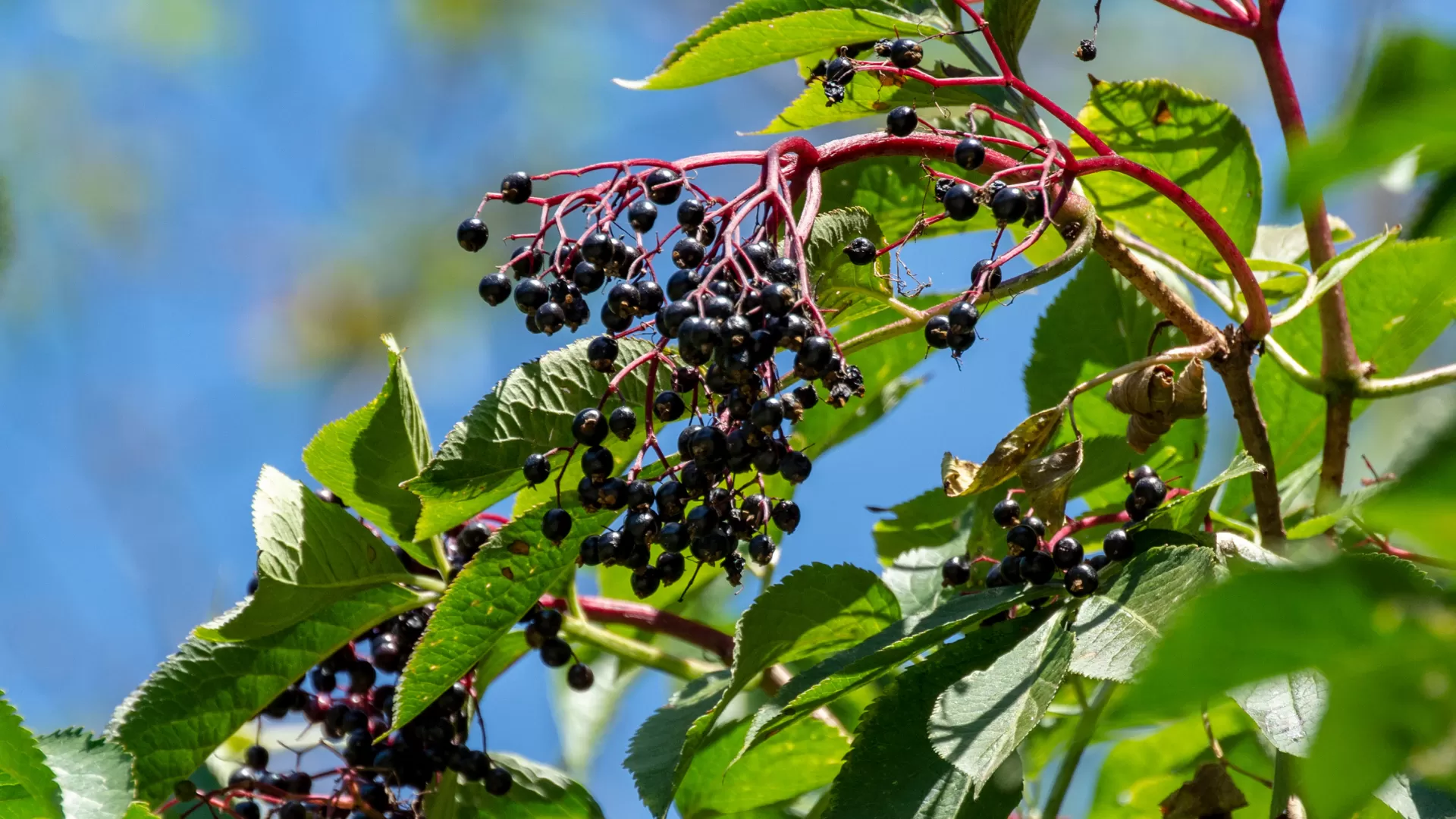 Kara Mürver (Sambucus nigra L.)