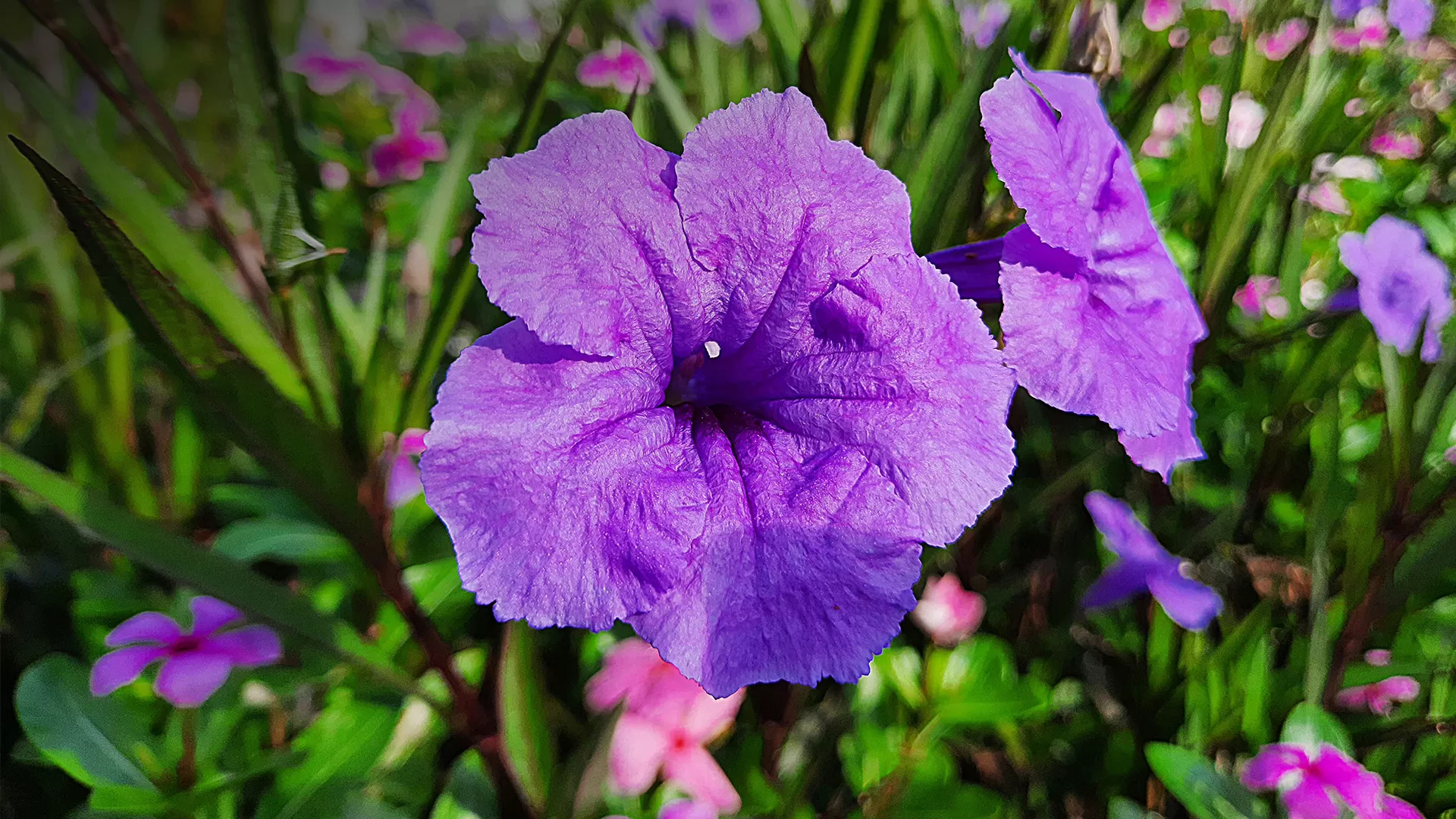 Mexican Petunia (Ruellia simplex C.Wright)