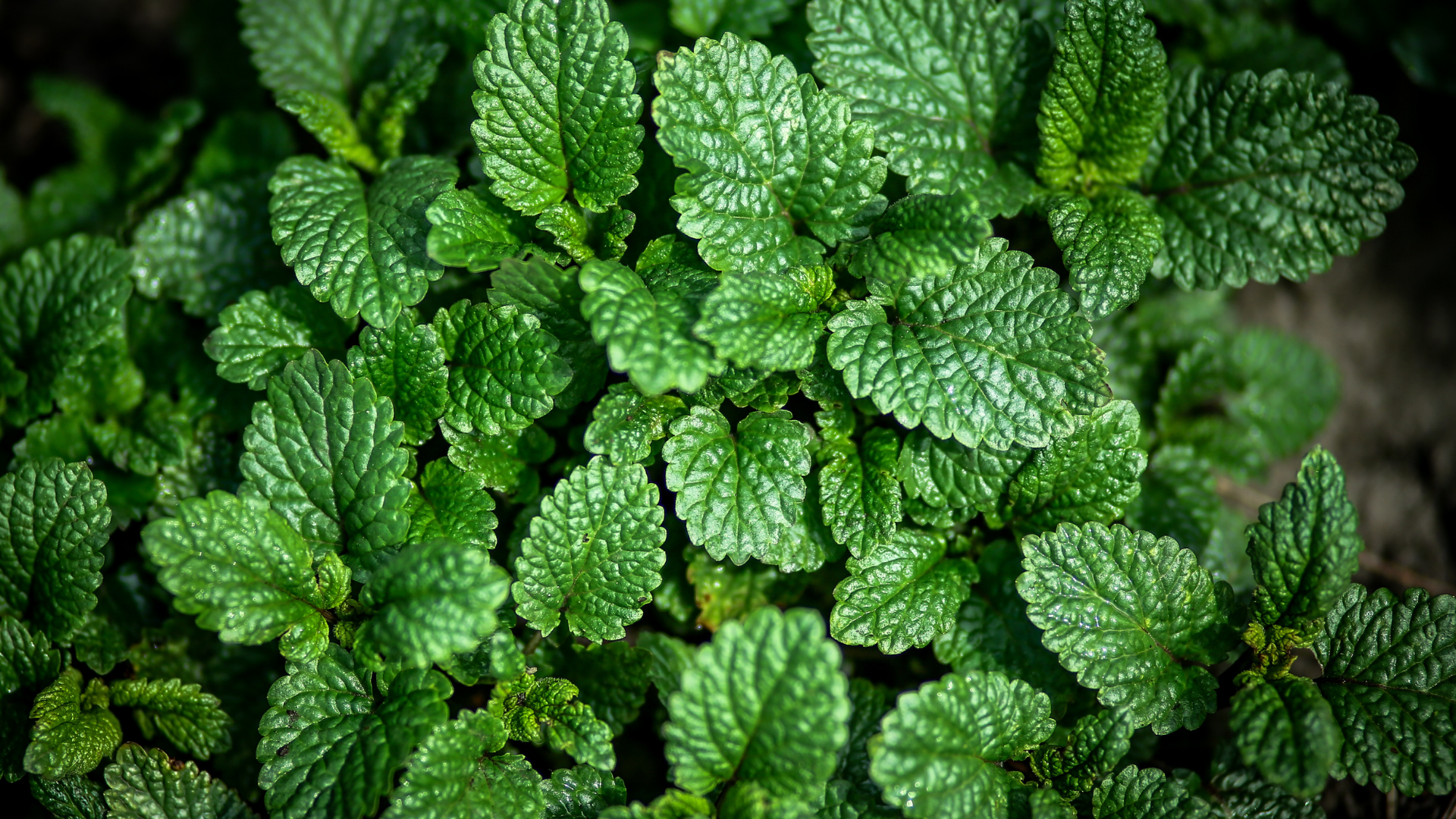 Lemon Balm