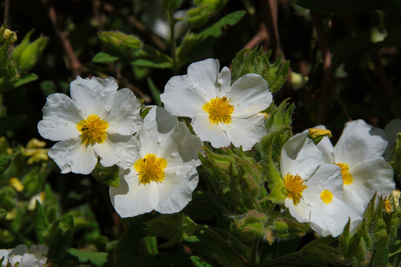 Cistus