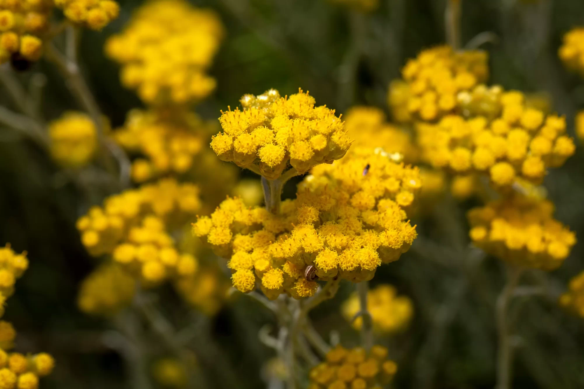 Immortalle Flower (Helichrysum italicum)