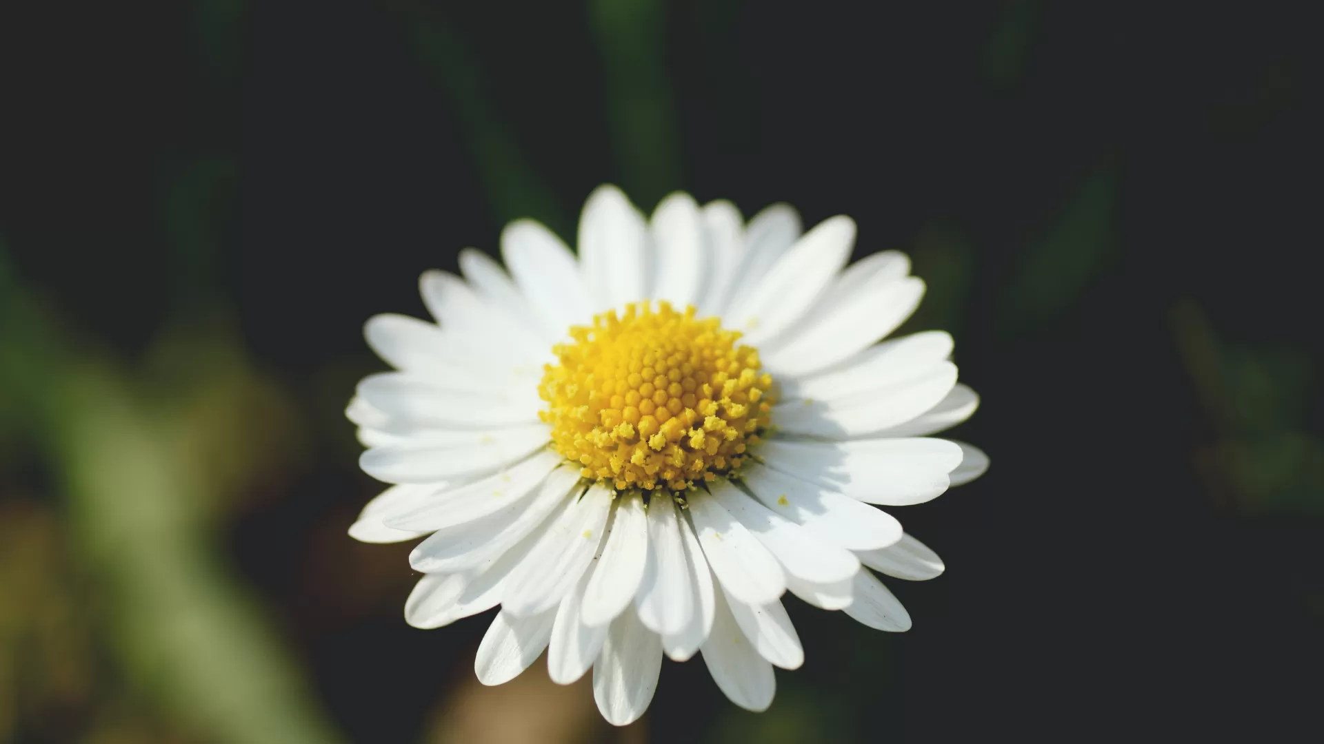 Chamomile (Matricaria chamomilla)