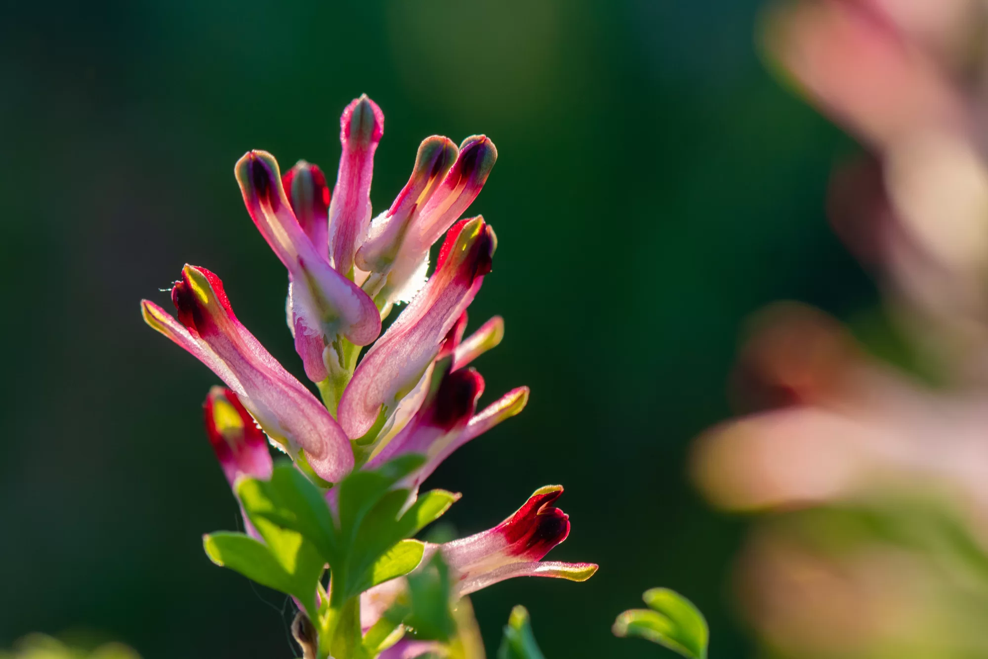 Fumitory (Fumaria officinalis)