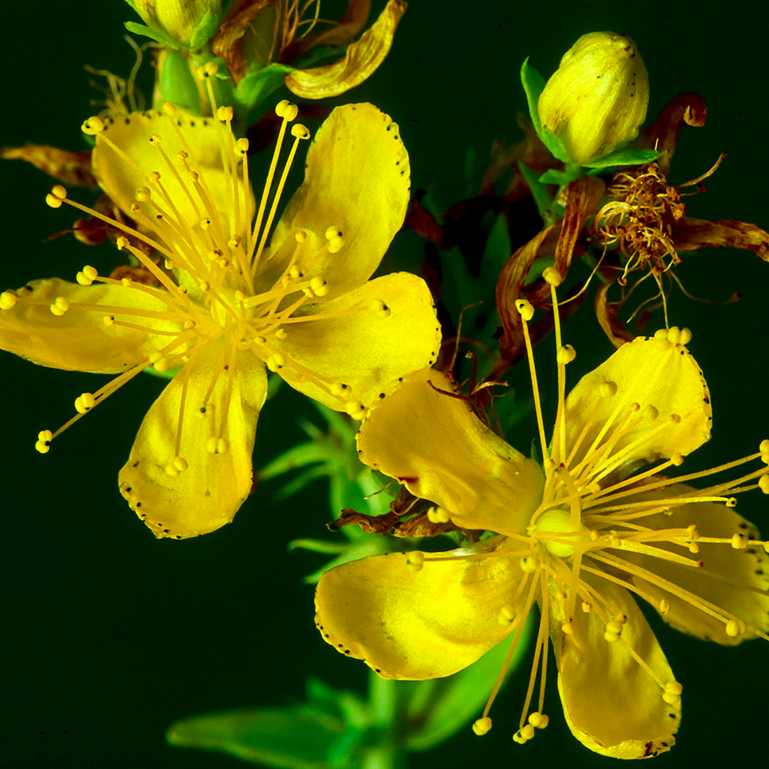 St John's Wort