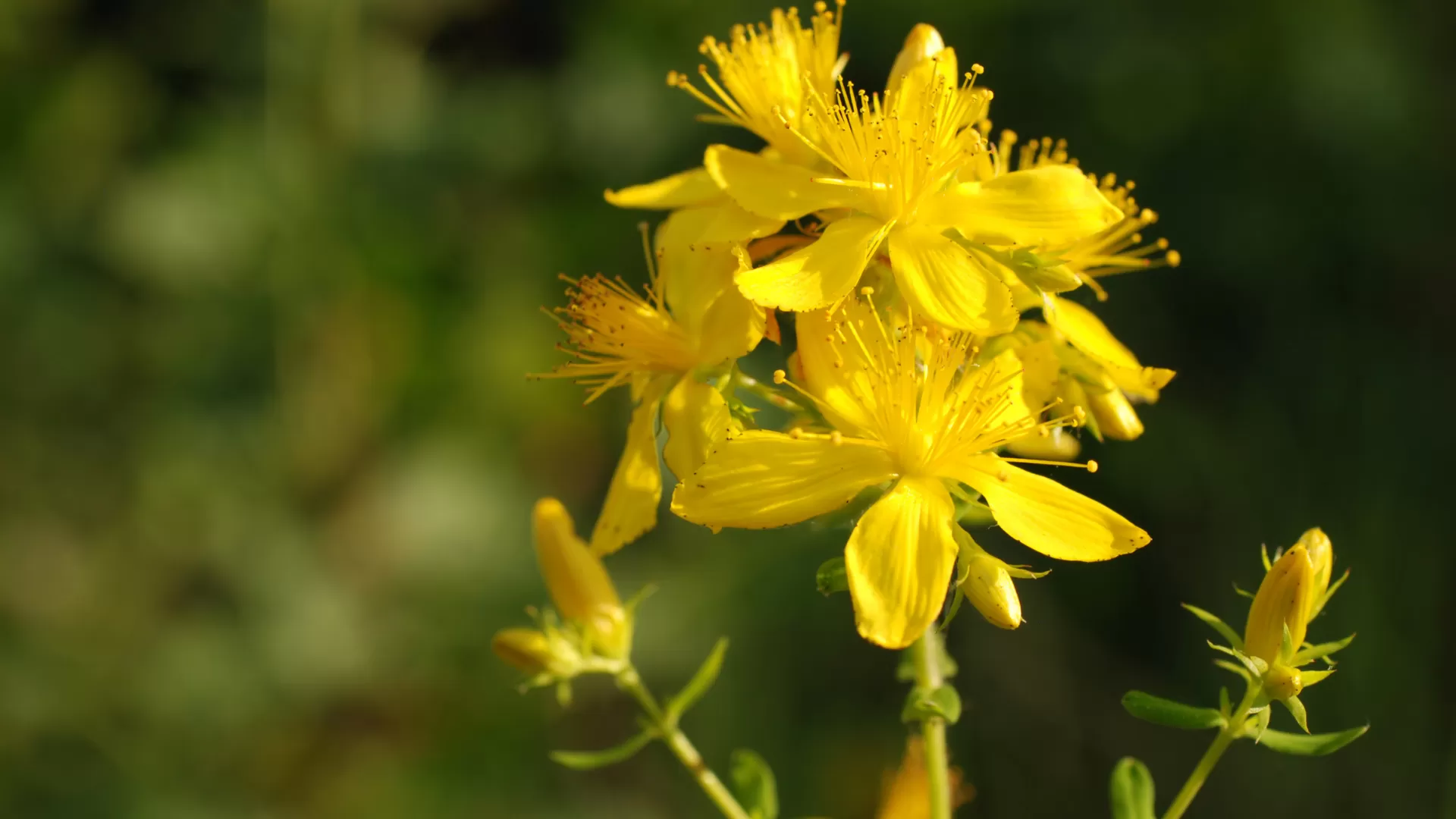 St. John's Wort (Hypericum perforatum L.)