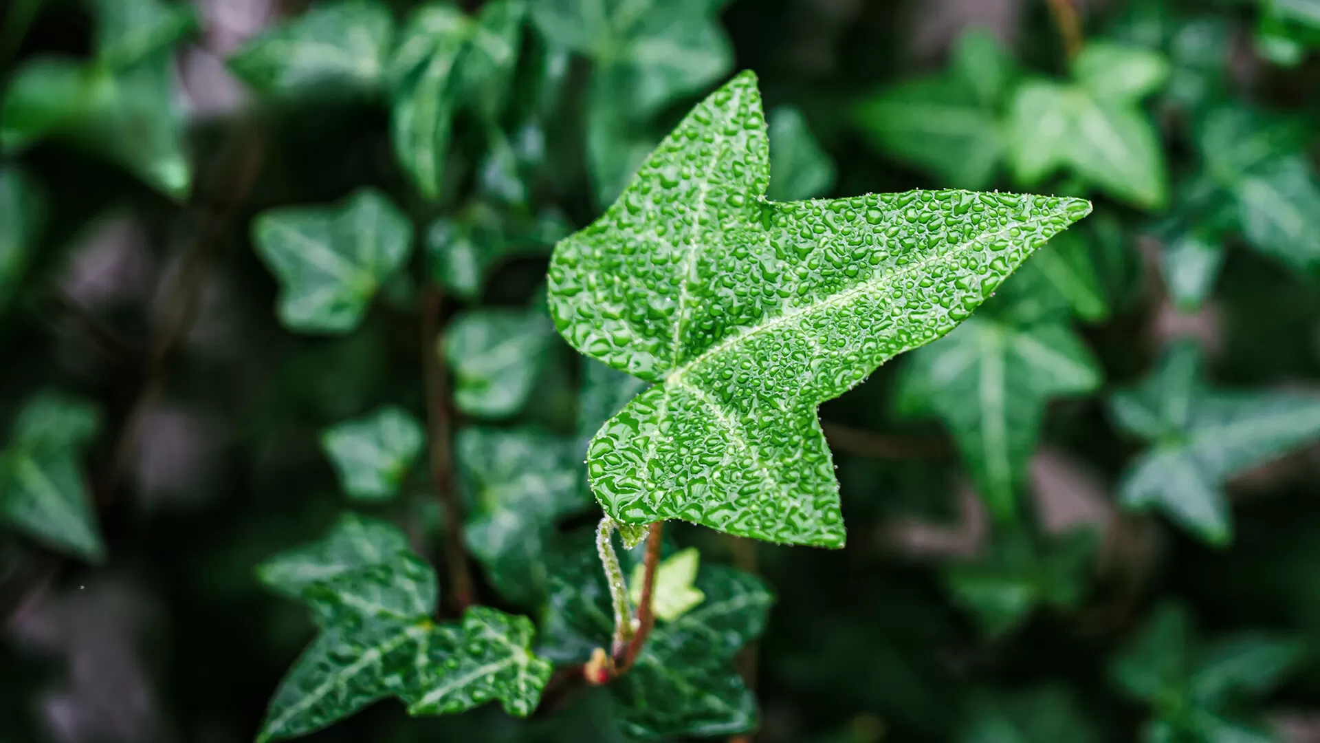 Duvar Sarmaşığı (Hedera Helix L.)