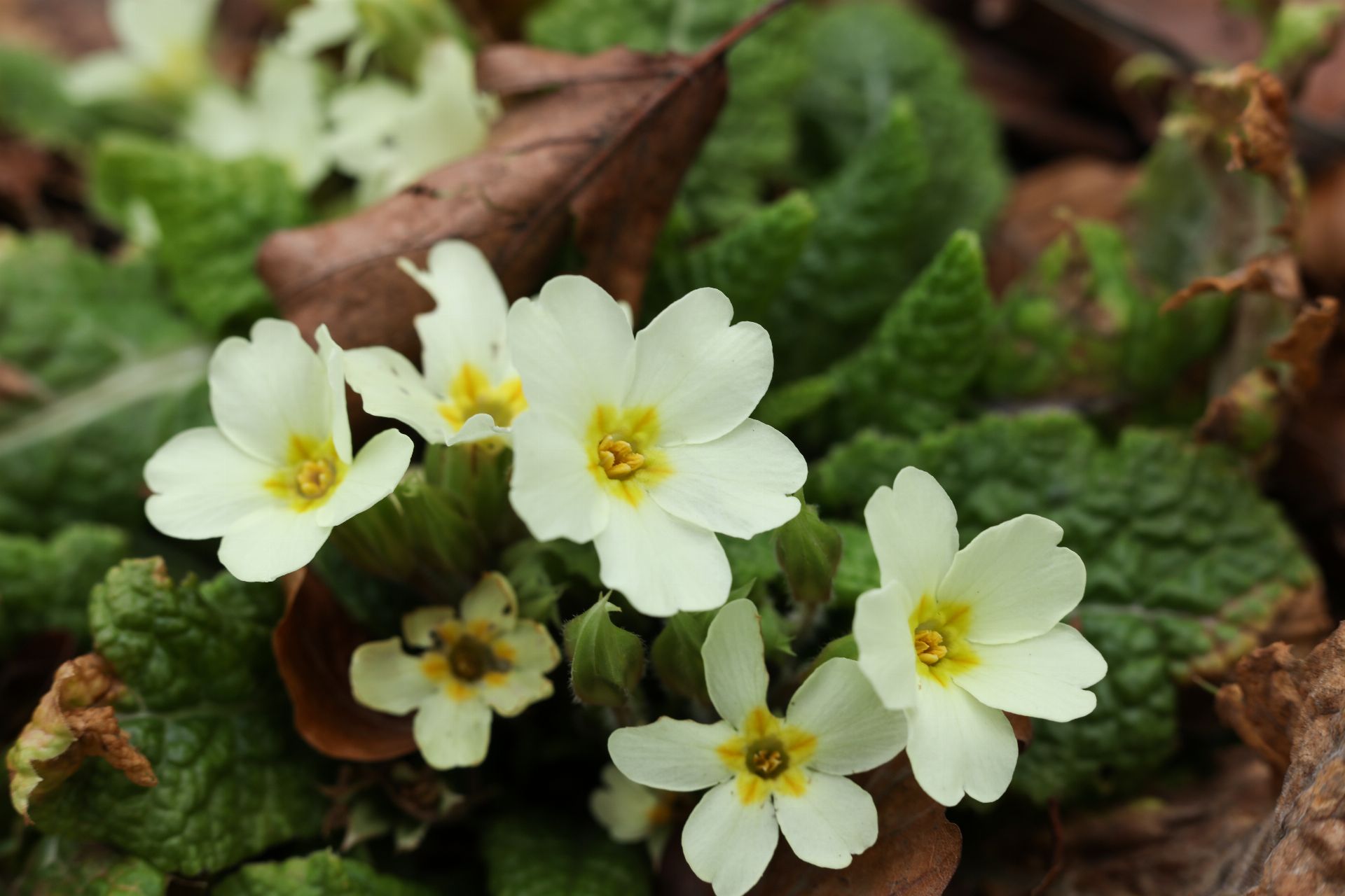 Primula Flower