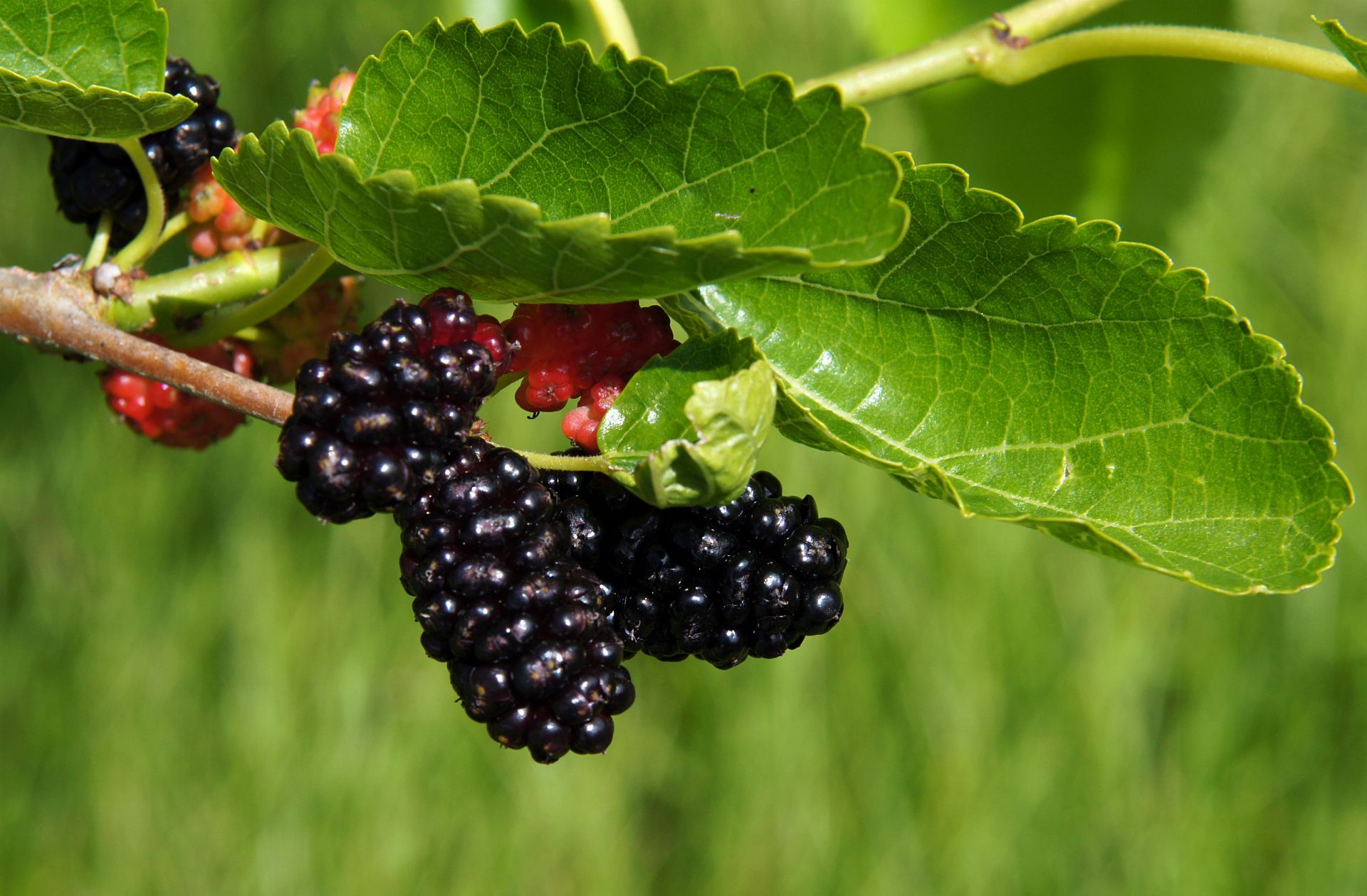 Black Mulberry