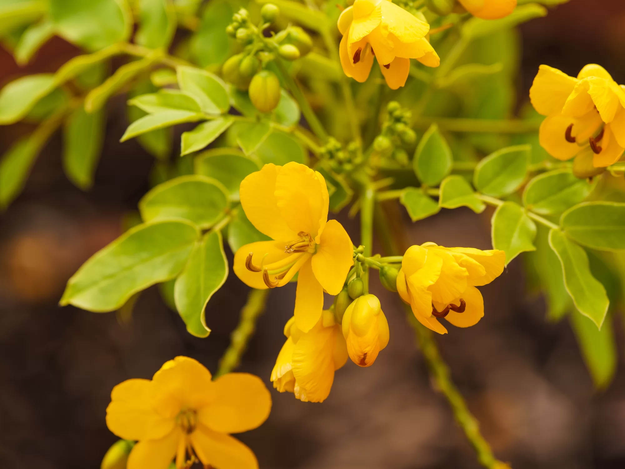 Senna (Cassia acutifolia)