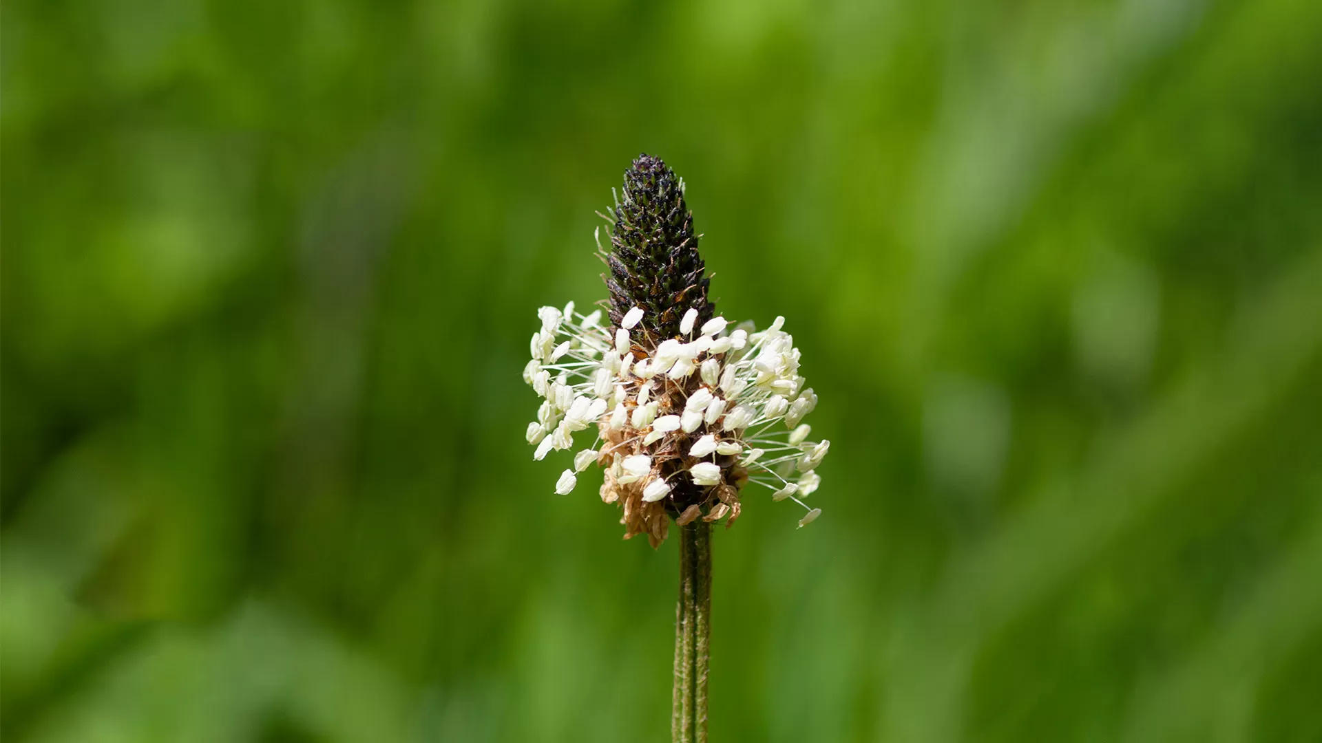 Ribwort Plantain