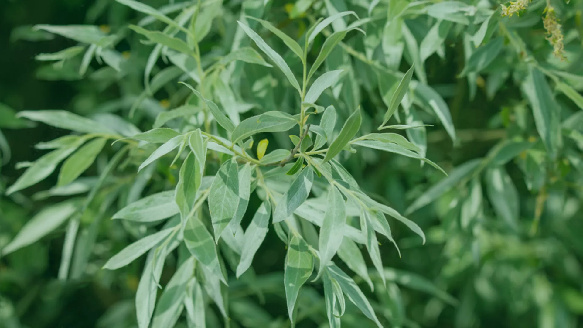 Willow (Salix alba)