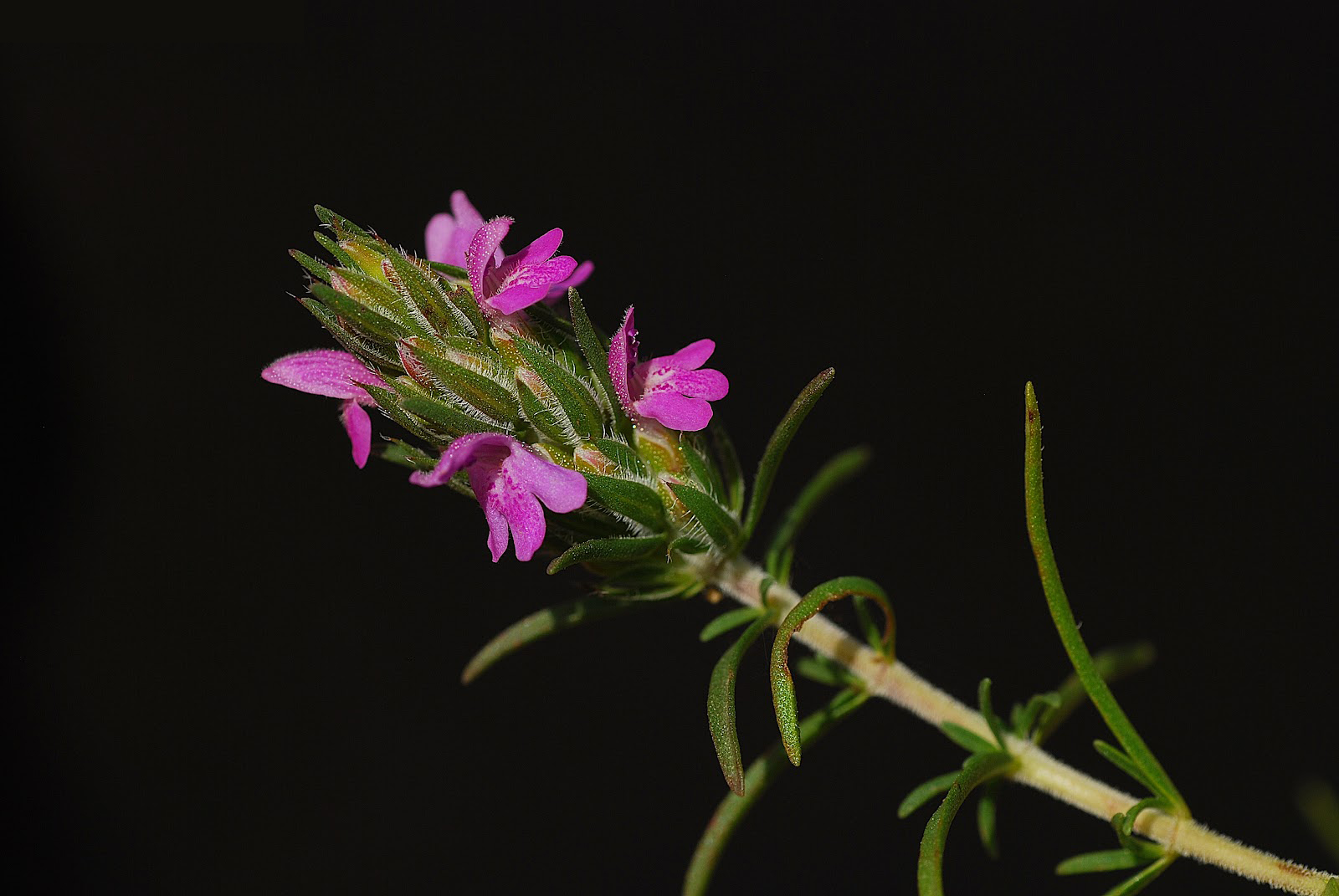 ZAHTER ( Thymbra Spicata)